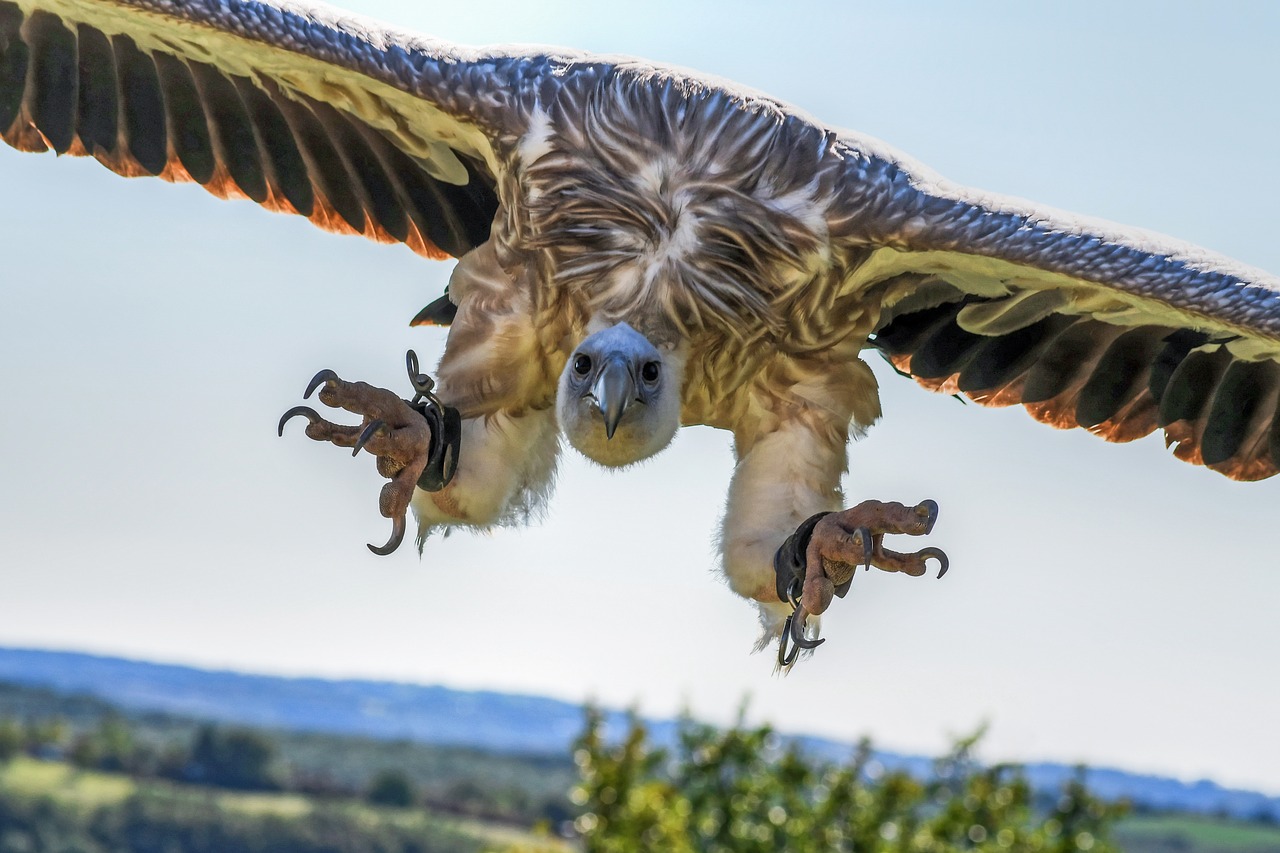 Grifas, Skrydis, Nusileidimas, Raptoras, Dangus, Prievartautojas, Skristi, Paukštis, Grifo Grifas, Nemokamos Nuotraukos