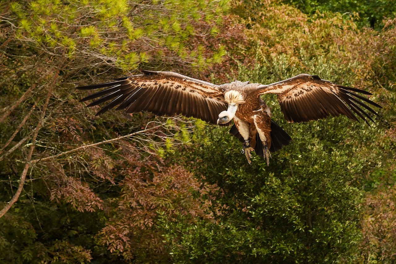 Grifas, Skrydis, Lapija, Raptoras, Paukštis, Nusileidimas, Nemokamos Nuotraukos,  Nemokama Licenzija