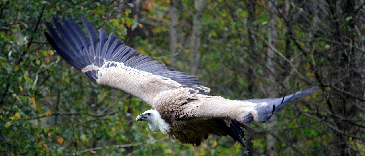 Grifas, Skrydis, Gyvūnų Pasaulis, Paukštis, Paukščių Skrydis, Skristi, Raptoras, Plėšrusis Paukštis, Sugadintojai, Span