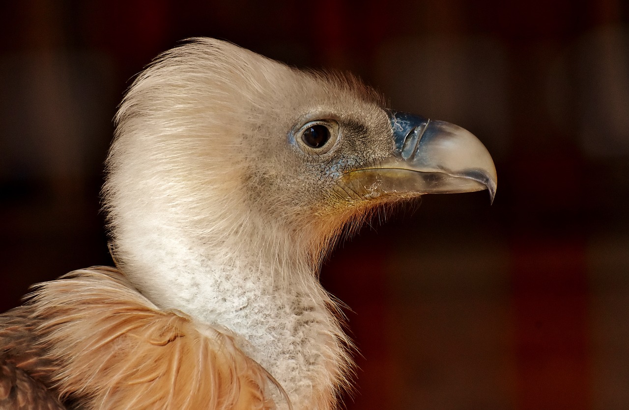 Grifas,  Paukštis,  Plėšrusis Paukštis,  Neutralizatorių,  Raptor,  Gyvūnas,  Plunksna,  Pobūdį,  Didelis Paukštis,  Bill