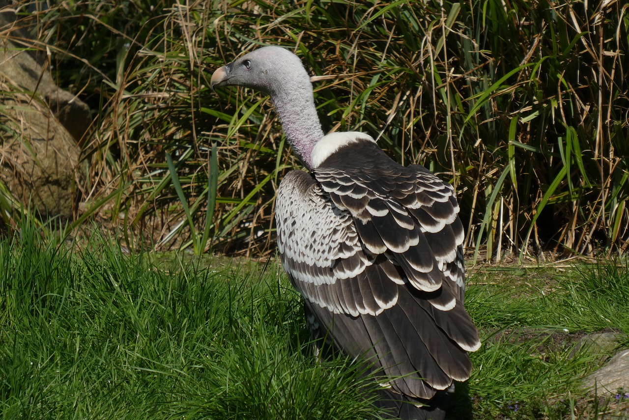 Grifas,  Plėšrusis Paukštis,  Zoo,  Blijdorp,  Roterdamas,  Pobūdį,  Paukščiai,  Gyvūnijos,  Gyvūnų Karalystė, Nemokamos Nuotraukos