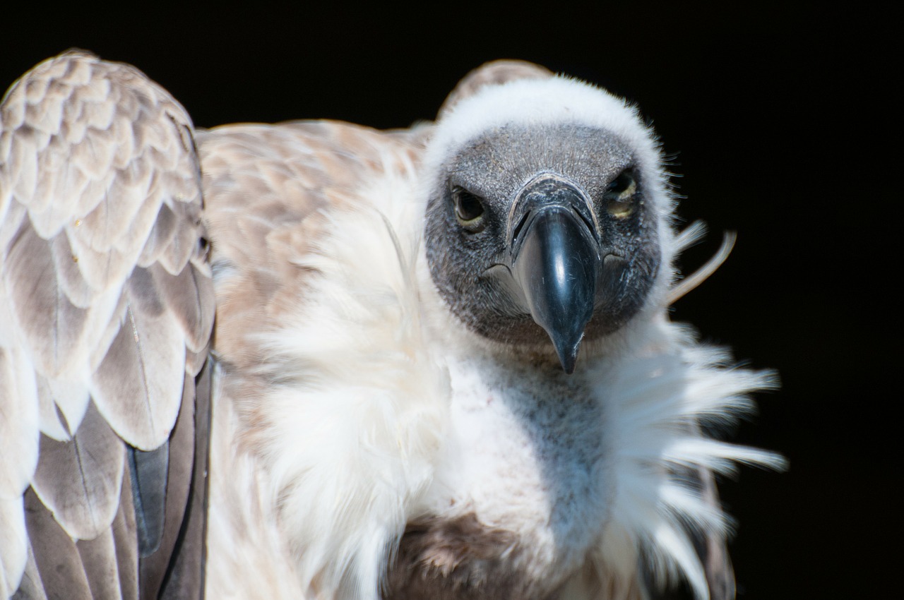 Grifas, Wilfreigehege, Hellenthal, Greifvogelstartion, Portretas, Closeups, Nemokamos Nuotraukos,  Nemokama Licenzija