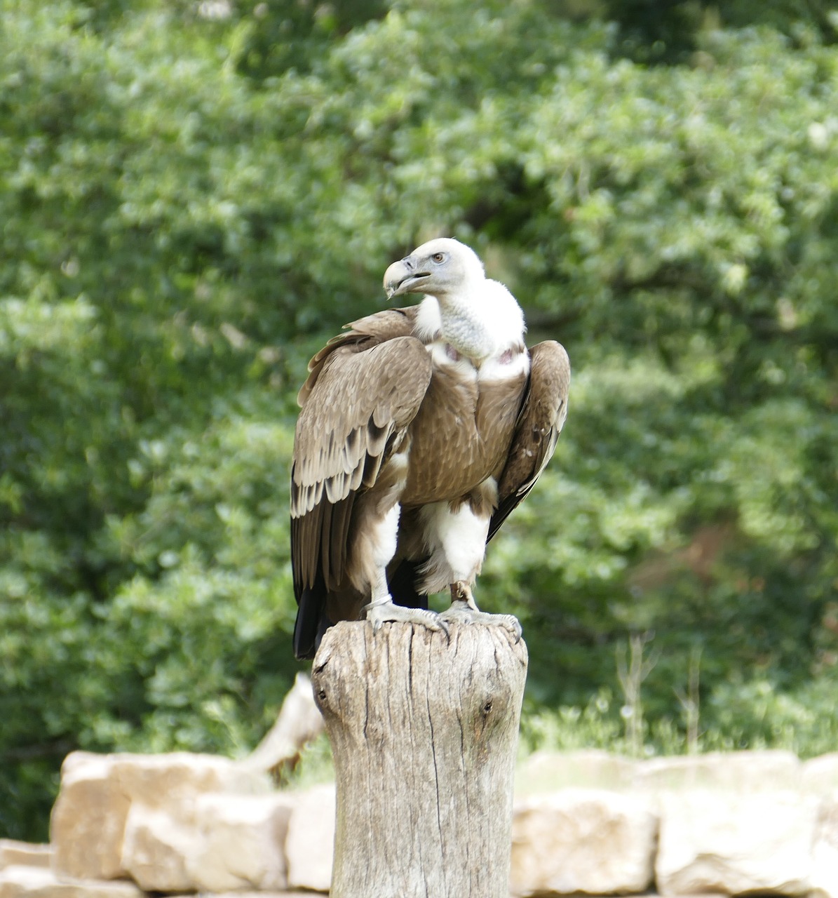 Grifas,  Paukščiai,  Neutralizatorių,  Raptor,  Plėšrusis Paukštis,  Sakalais,  Pobūdį,  Gyvūnijos Pasaulyje,  Grifonas Grifas, Nemokamos Nuotraukos