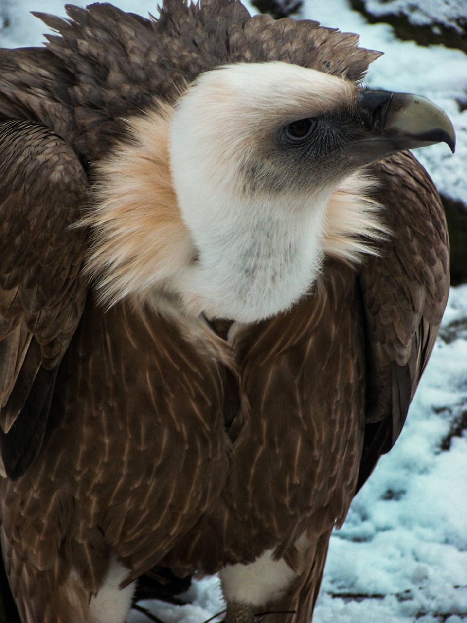 Grifas, Grifo Grifas, Plėšrusis Paukštis, Zoologijos Sodas, Paukštis, Snapas, Nemokamos Nuotraukos,  Nemokama Licenzija