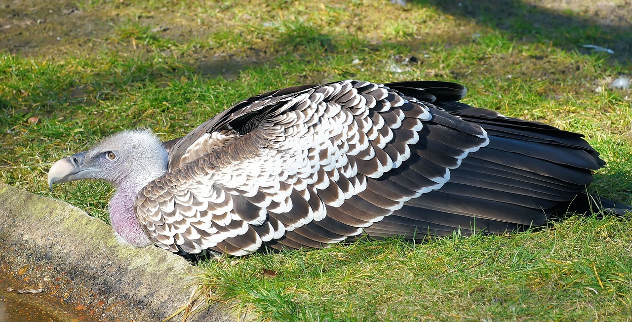 Grifas, Aasvogel, Plunksna, Pinnate, Sugadintojai, Sąskaitą, Gamta, Paukštis, Gyvūnų Pasaulis, Gyvūnas