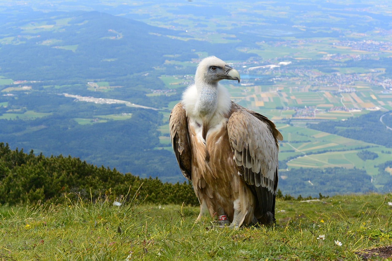 Grifas,  Salzburg,  Austria,  Unterbergas,  Alpių,  Kalnas, Nemokamos Nuotraukos,  Nemokama Licenzija