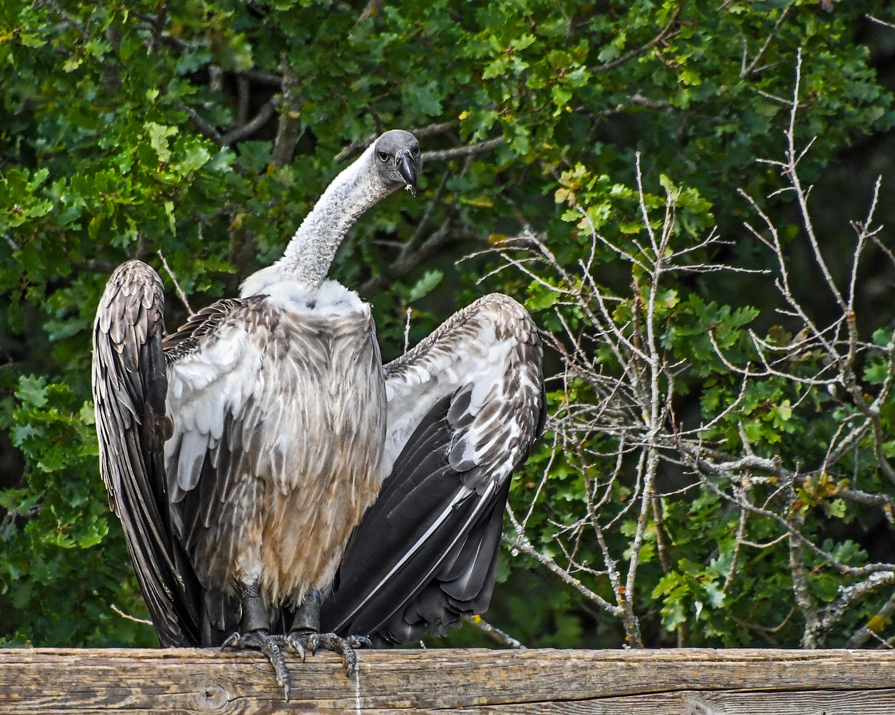 Grifas Afrikietis, Raptoras, Prievartautojas, Paukštis, Grifas, Nemokamos Nuotraukos,  Nemokama Licenzija