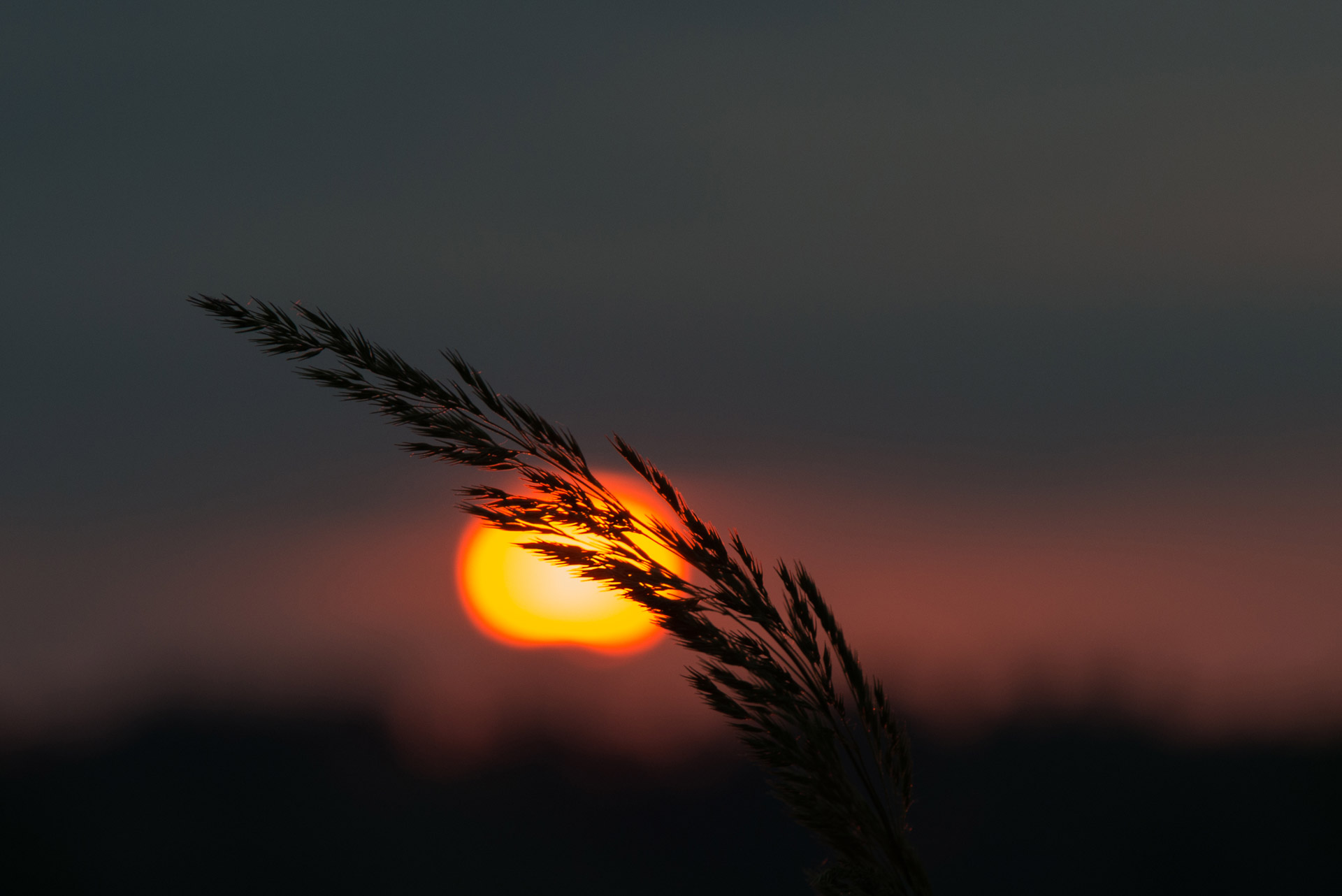 Rytas,  Vasara,  Gamta,  Žolė,  Išsamiai,  Saulėtekis,  Oranžinė,  Tamsi,  Gyvenimas,  Saulėtekis