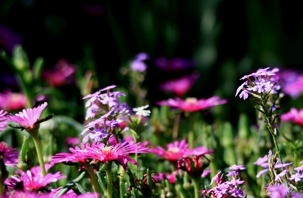 Vygies, Gėlės, Rožinis, Laukinės Gėlės, Verbena, Violetinė, Sodas, Nemokamos Nuotraukos,  Nemokama Licenzija