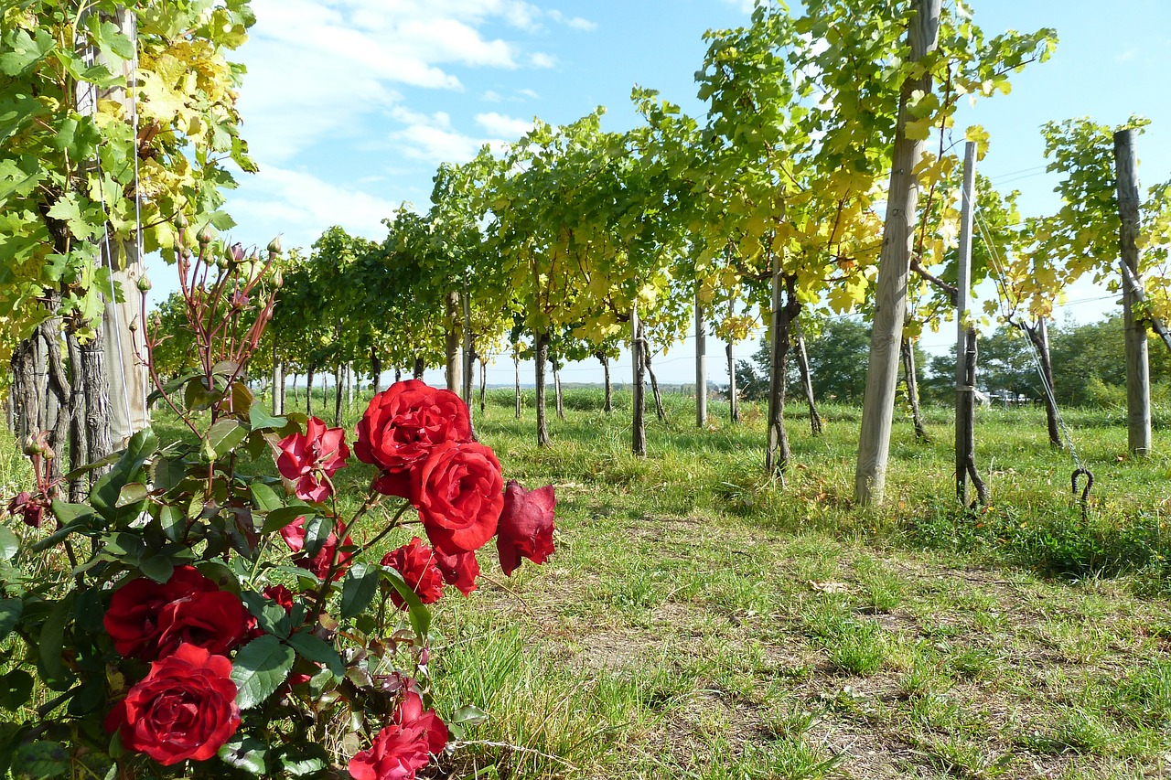 Wachau, Vynas, Rožė, Ruduo, Vynuogynas, Vynmedis, Rebstock, Danube Regionas, Nemokamos Nuotraukos,  Nemokama Licenzija