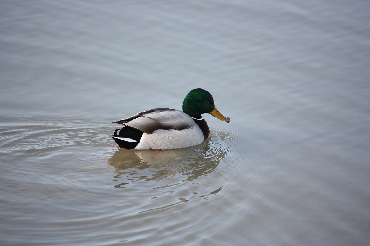 Vatų Jūra,  Mallard,  Vandens,  Antis,  Paukštis, Nemokamos Nuotraukos,  Nemokama Licenzija