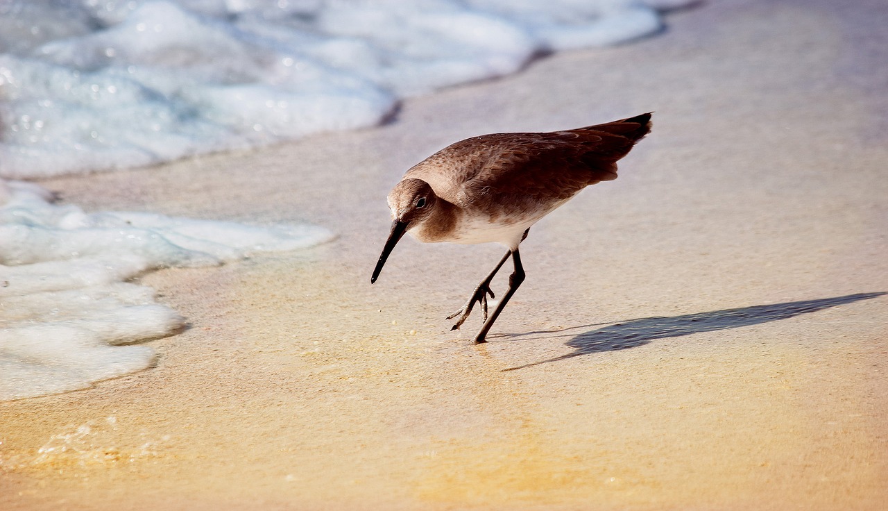 Wader, Florida, Jūros Paukštis, Pakrantė, Krantas, Paukštis, Vanduo, Amerikietis, Nemokamos Nuotraukos,  Nemokama Licenzija