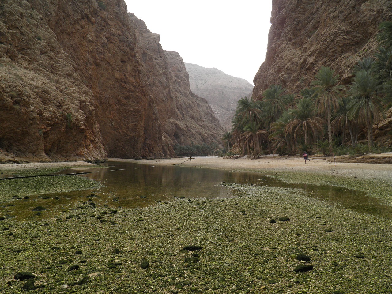 Wadi, Oman, Gamta, Egzotiškas, Atogrąžų, Palmės, Kalnai, Tvenkinys, Vanduo, Vaizdas