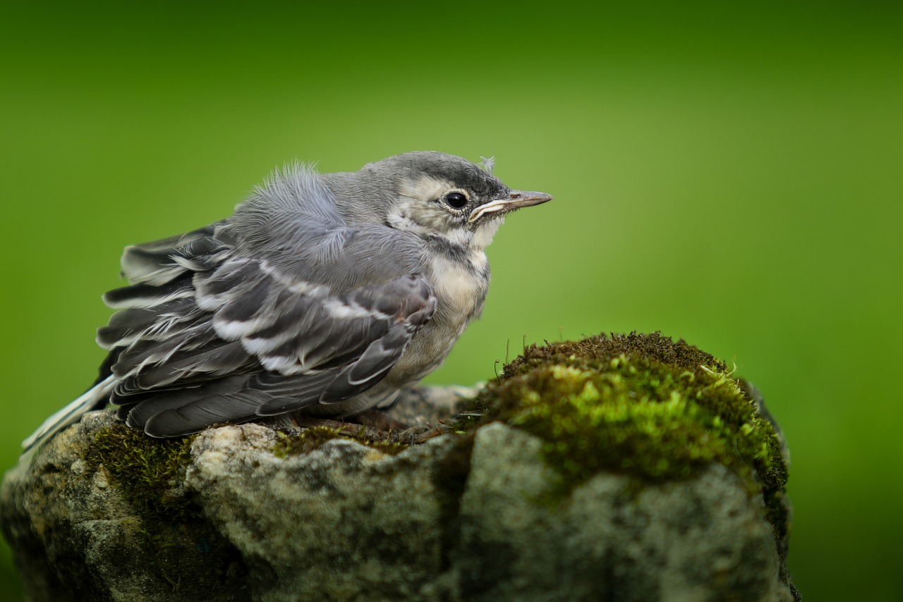 Wagtail, Viščiukas, Paukščiai, Pūkuotas, Vasara, Gamta, Jaunas, Mielas, Nemokamos Nuotraukos,  Nemokama Licenzija