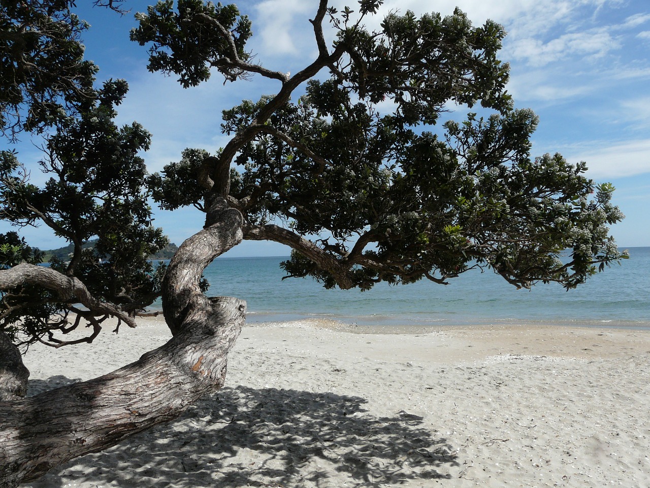 Waiheke Sala, Naujoji Zelandija, Papludimys, Medis, Saulė, Vanduo, Šešėlis, Vasara, Nemokamos Nuotraukos,  Nemokama Licenzija