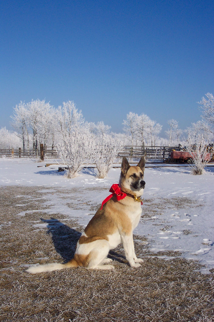 Šuo,  Akita,  Piemenys,  Raudona,  Lankas,  Kalėdos,  Žiema,  Ledinis,  Sniegas,  Laukiu Santa