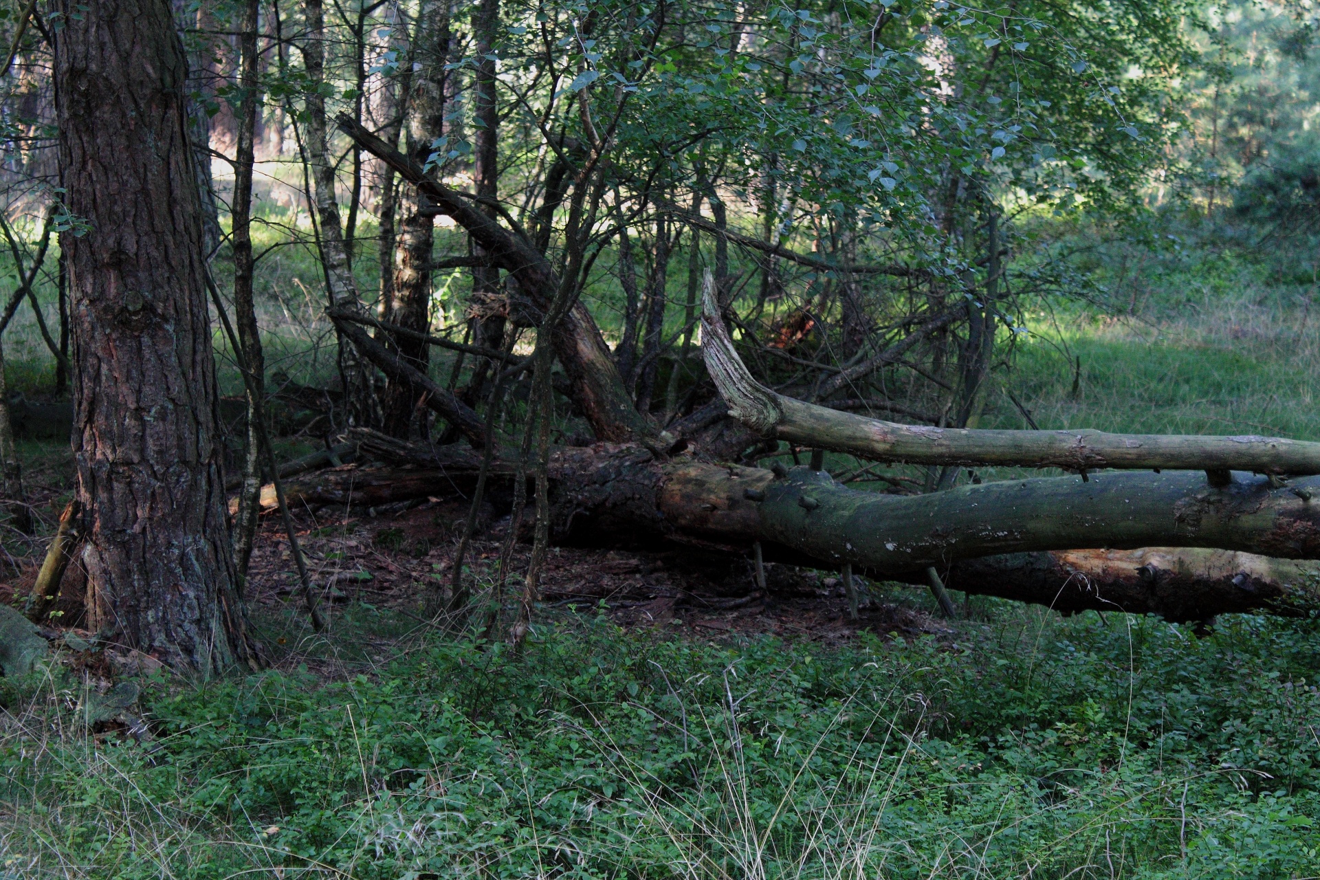 Gamta,  Nordic,  Lauke,  Moorland,  Lapai,  Sveikata,  Virėja,  Žolė,  Sodininkystė,  Daugiametis