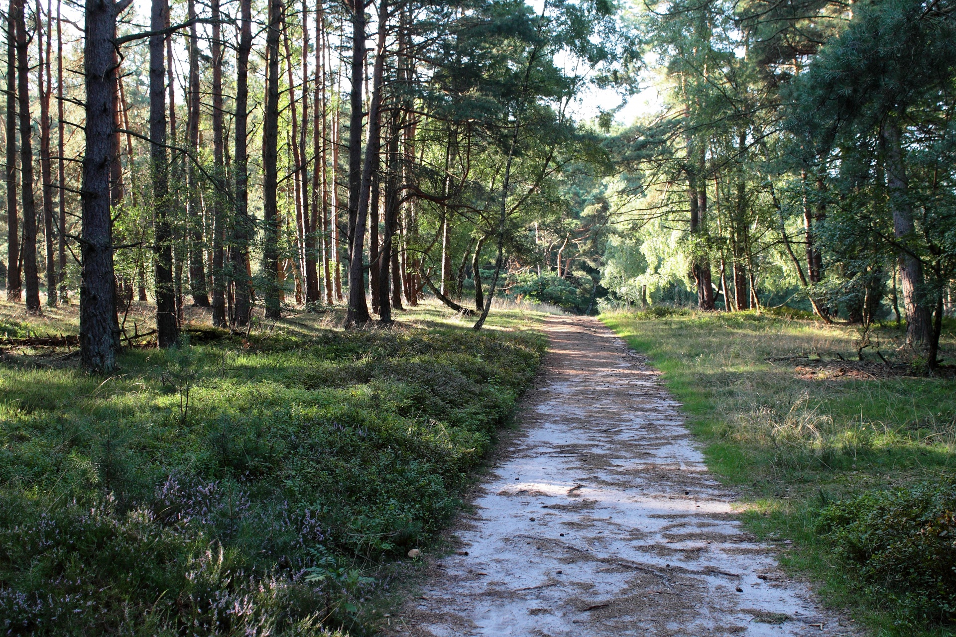 Toli,  Gamta,  Nordic,  Lauke,  Moorland,  Lapai,  Sveikata,  Virėja,  Žolė,  Sodininkystė