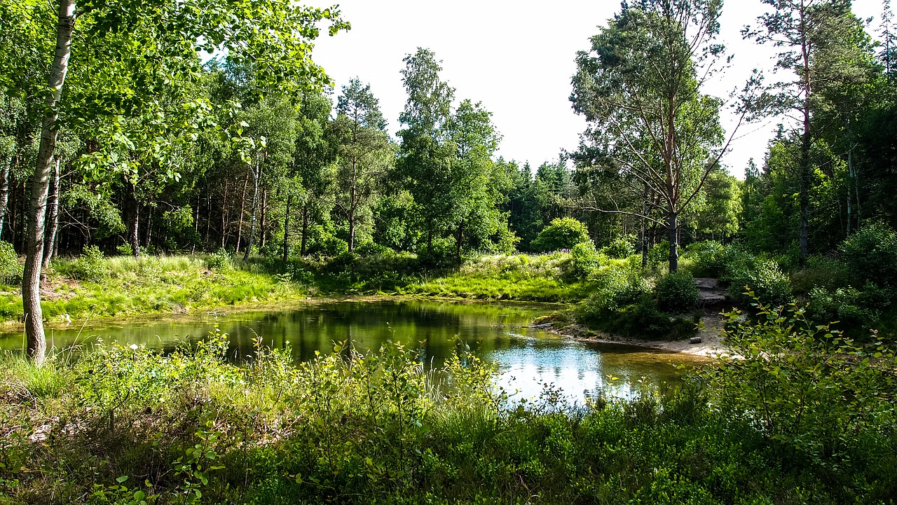 Waldsee, Ežeras, Miškas, Vanduo, Veidrodis, Medžiai, Dangus, Gamta, Kraštovaizdis, Nuotaika