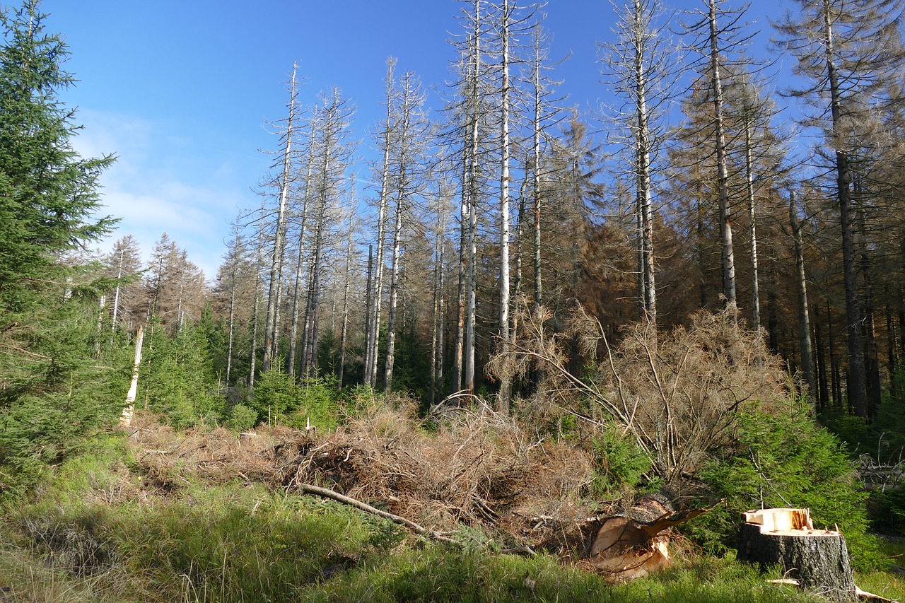 Waldsterbenas, Miško Atkūrimas, Kontrastas, Gyventi, Mirtis, Pradžioje, Galas, Gamta, Miškas, Dangus