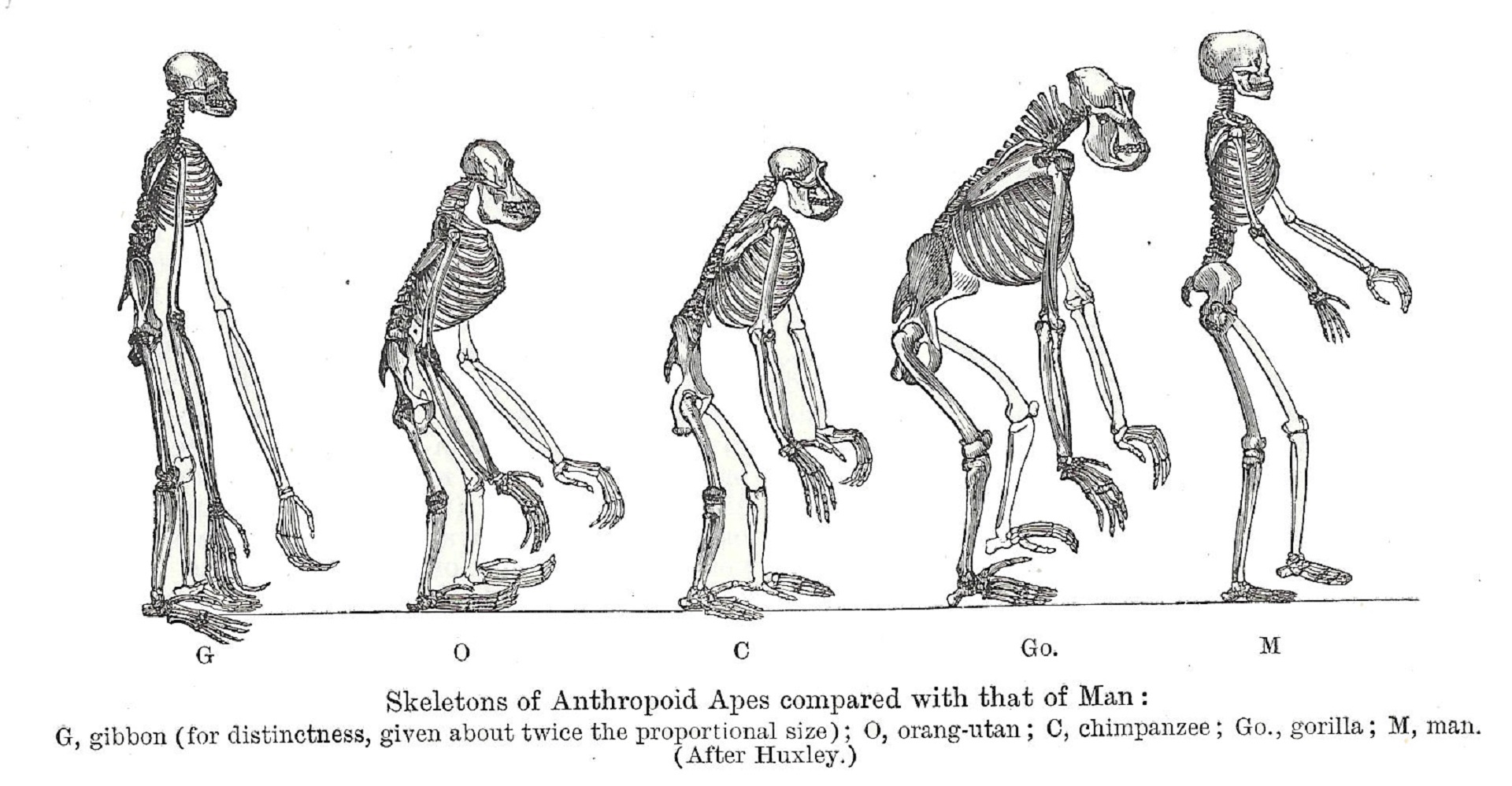 Skeletų & Nbsp,  Antropoidas,  Antropolis,  Praeities Skeletliai., Nemokamos Nuotraukos,  Nemokama Licenzija