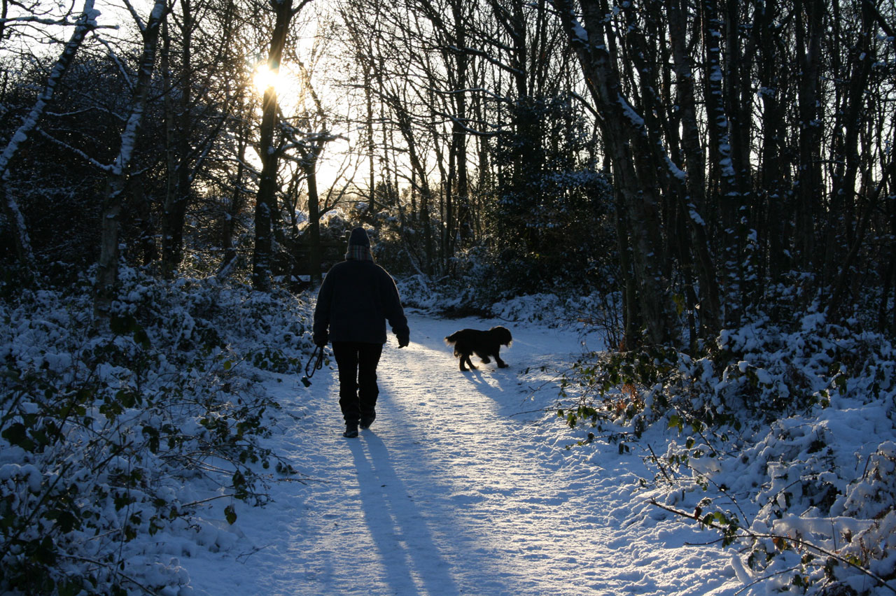 Šuo,  Vaikščioti,  Sniegas,  Saulėlydis,  Vakaras,  Ledinis,  Vaikščioti,  Kaimas,  Vedžioti Šunį, Nemokamos Nuotraukos