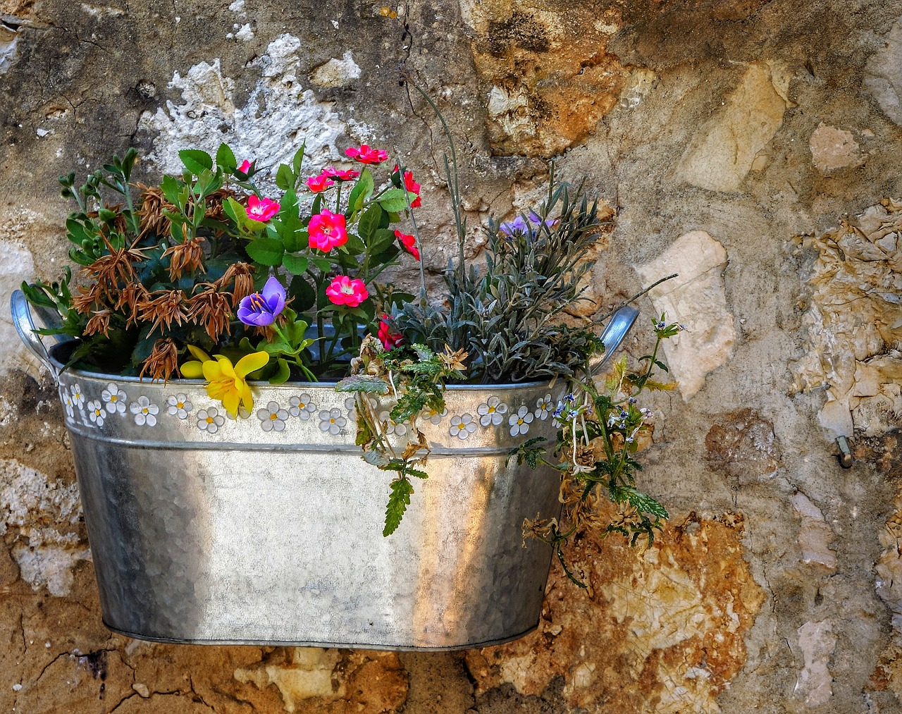 Siena,  Sodintuvas,  Sumaišytas,  Gėlė,  Puodą,  Flora,  Gamta,  Sodas,  Apdaila,  Gelės Vazonas