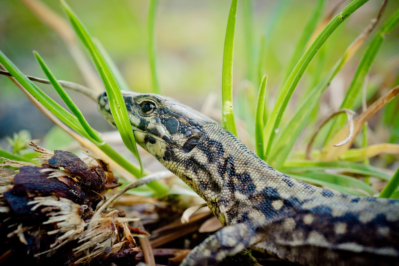 Sienos Driežas, Lacertinae, Podarcis, Ropliai, Driežas, Gyvūnas, Padaras, Gamta, Žolės Mentė, Žolė