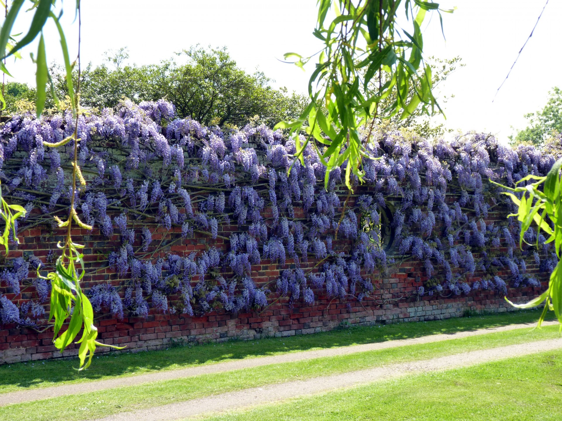 Essex,  Wisteria,  Siena,  Sodas,  Gėlės,  Medis,  Spalva,  Mūrinis Mūras,  Alpinizmas,  Wisteria Siena