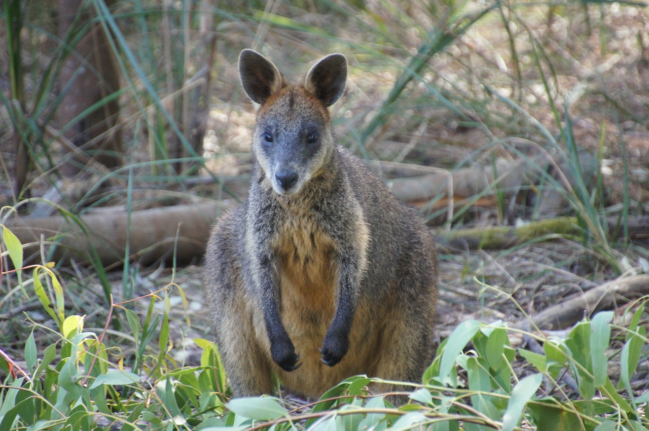 Wallaby, Australia, Kengūra, Marsupial, Žinduolis, Filipo Sala, Nemokamos Nuotraukos,  Nemokama Licenzija