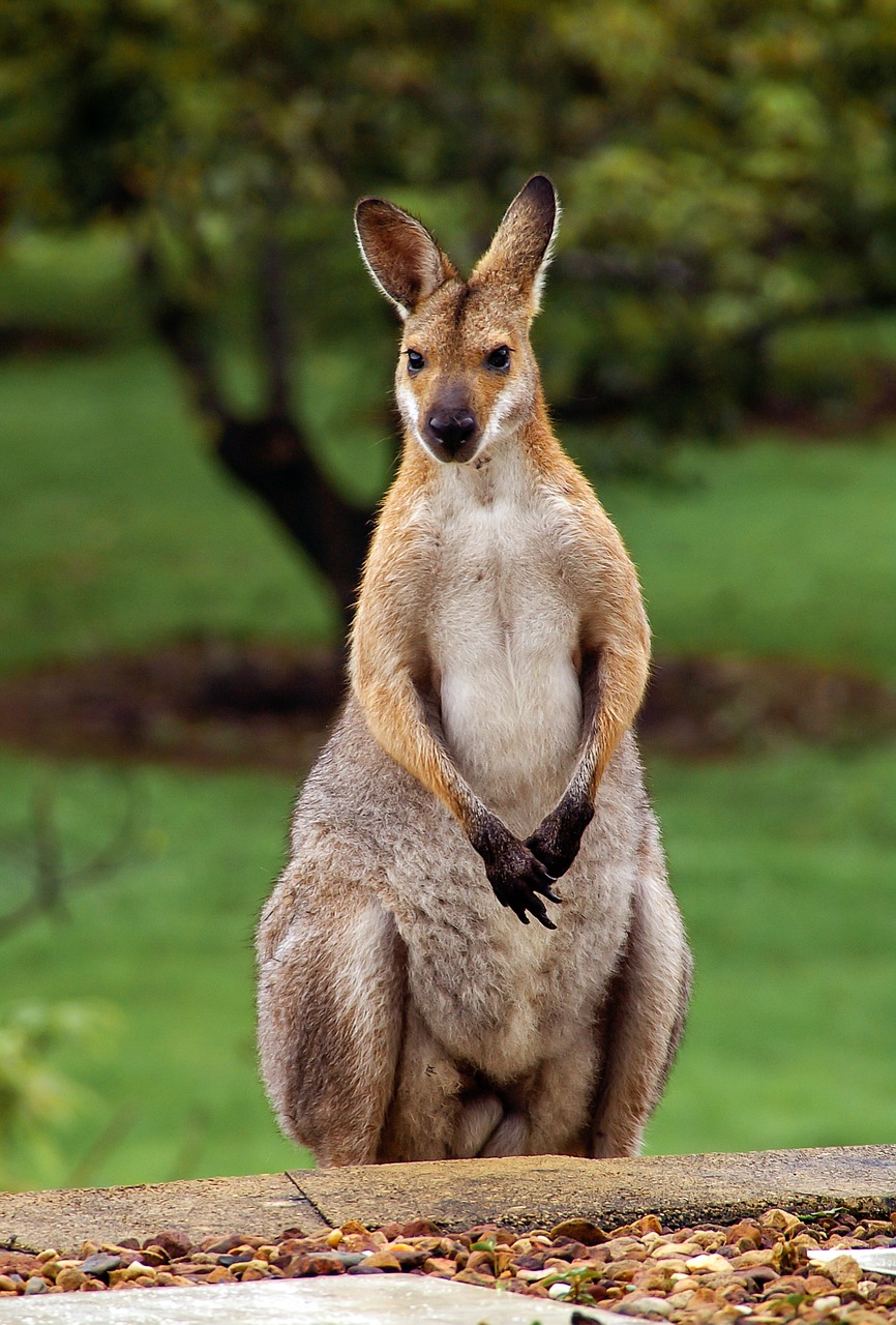 Wallaby, Rednecked Wallaby, Australia, Queensland, Marsupial, Laukiniai, Kengūra, Nemokamos Nuotraukos,  Nemokama Licenzija