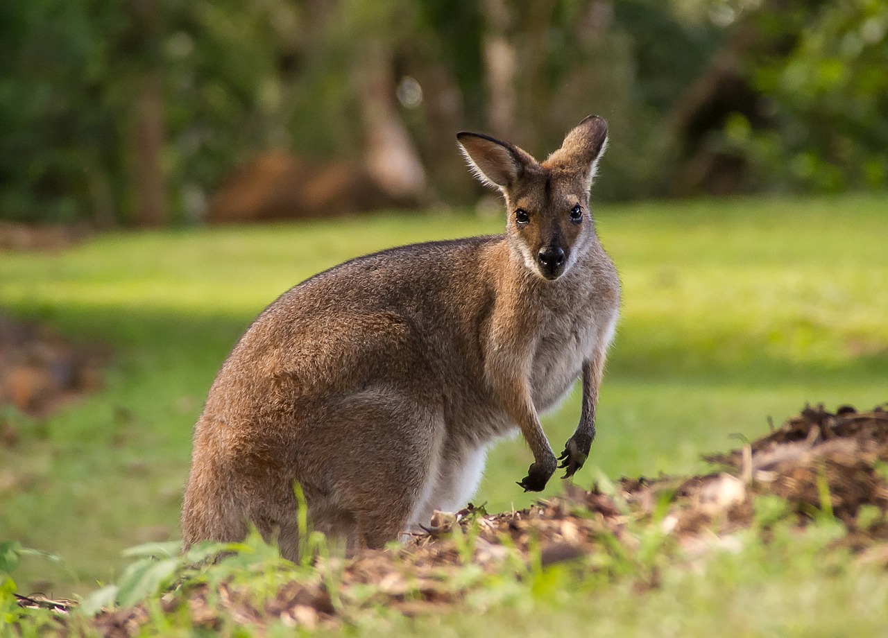 Wallaby, Rednecked Wallaby, Kailis, Ruda, Žiūrėti, Įdomu, Australia, Queensland, Marsupial, Laukiniai
