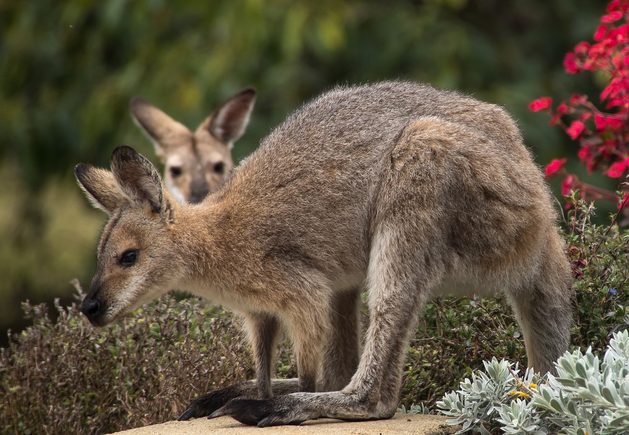Wallaby, Rednecked Wallaby, Wallabies, Du, Žiūrėti, Pora, Australia, Queensland, Marsupial, Laukiniai