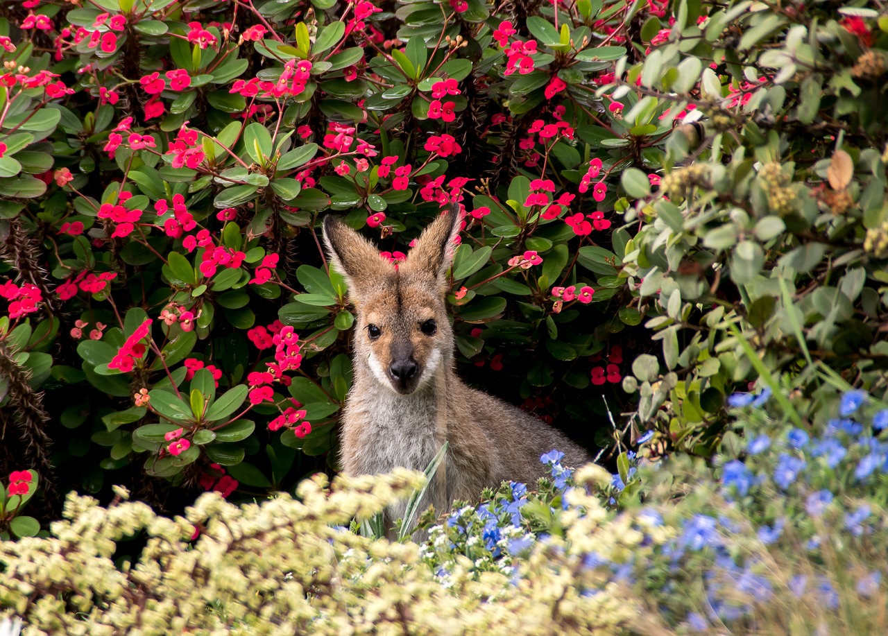 Wallaby,  Raudona Kaklelinė Vainika,  Australia,  Queensland,  Marsupial,  Laukinės Vasaros Spalvos,  Kengūra,  Be Honoraro Mokesčio, Nemokamos Nuotraukos,  Nemokama Licenzija