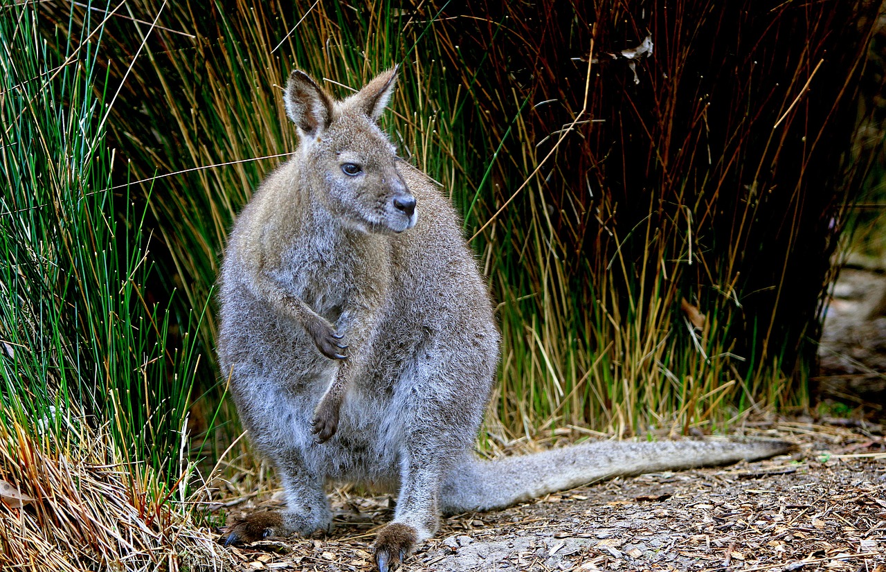 Wallaby, Pilka, Laukinė Gamta, Australian, Gyvūnai, Žinduoliai, Vienas, Vienas, Fauna, Pūkuotas