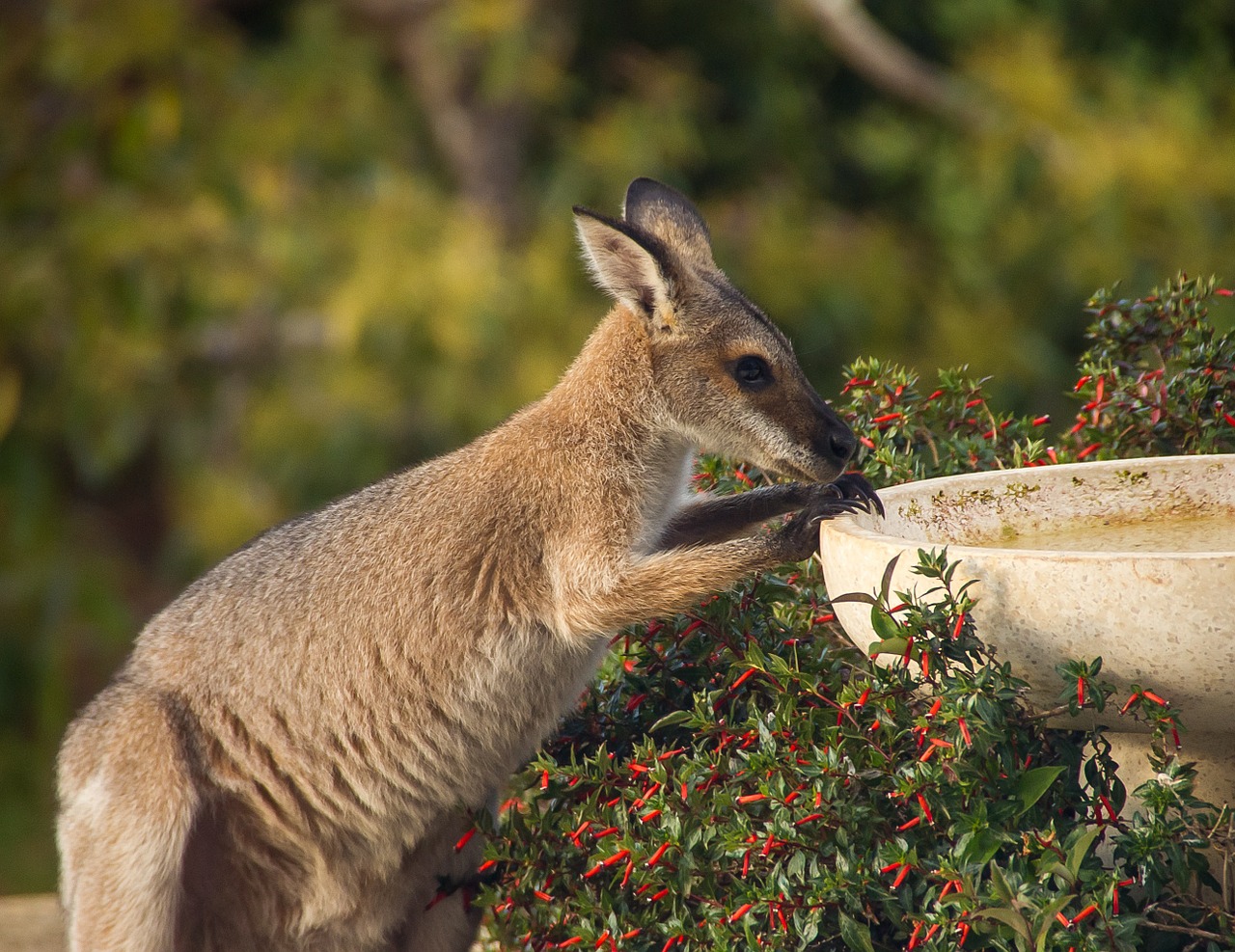 Wallaby, Rednecked Wallaby, Ištroškęs, Gerti, Jaunas, Australia, Queensland, Marsupial, Laukiniai, Kengūra