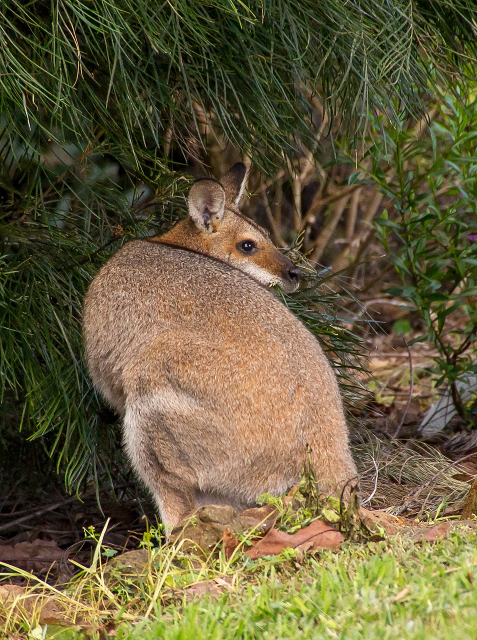 Wallaby, Rednecked Wallaby, Moteris, Žiūrėti, Australia, Queensland, Marsupial, Laukiniai, Kengūra, Laukinė Gamta