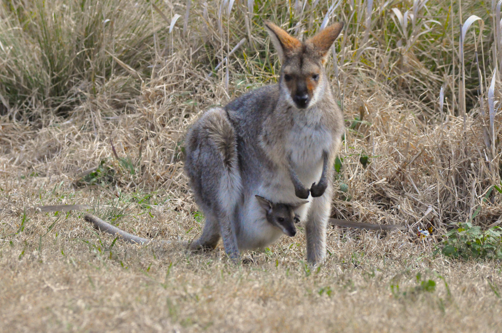 Kengūra,  Wallaby,  Maišas,  Joey,  Laukinė Gamta,  Gamta,  Marsupial,  Wallaby Su Joey, Nemokamos Nuotraukos,  Nemokama Licenzija