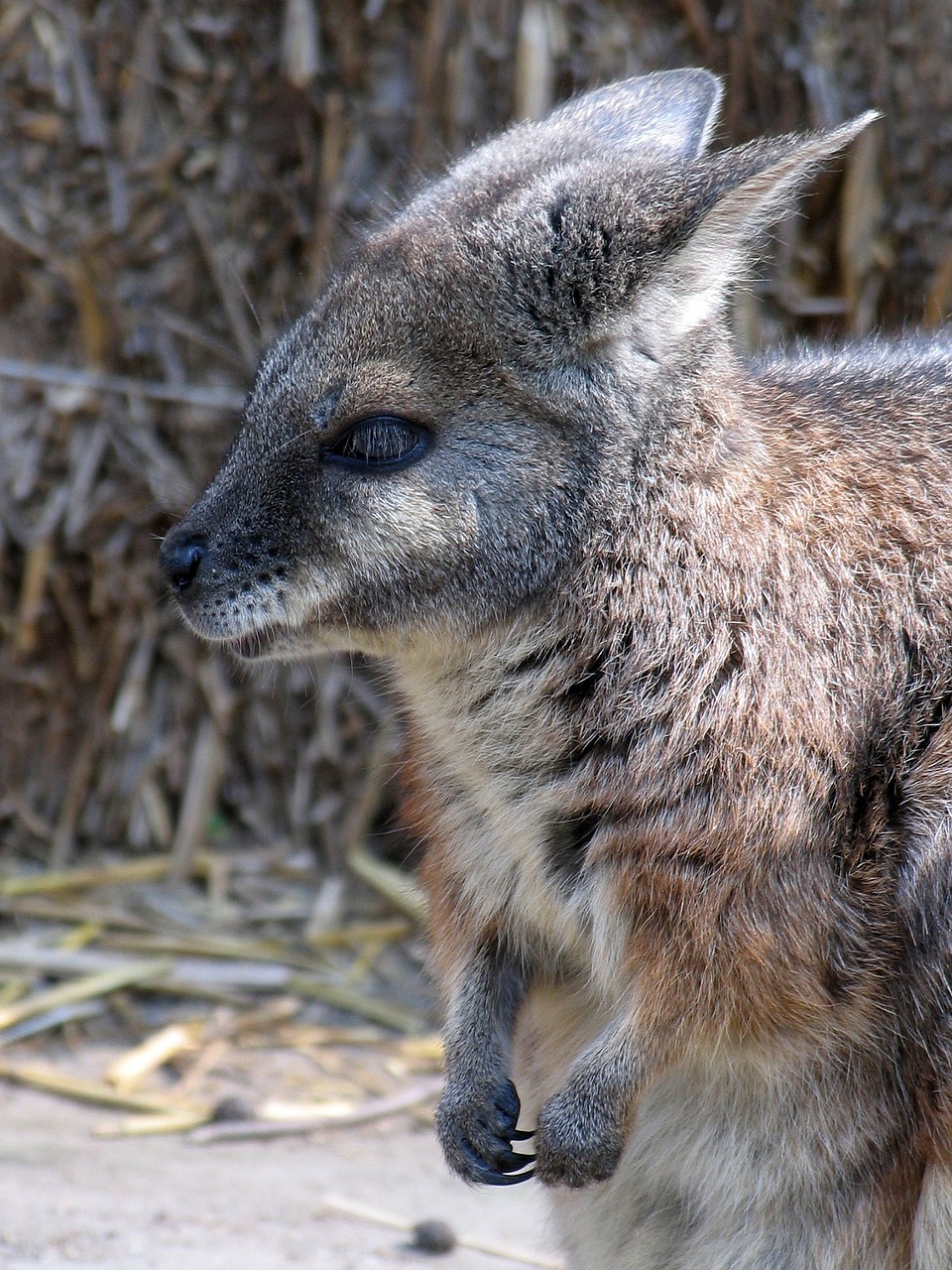 Wallaroos, Piniginė, Zoologijos Sodas, Állatportré, Gamta, Gyvūnas, Žiūrėti, Gyvūnai, Nemokamos Nuotraukos,  Nemokama Licenzija