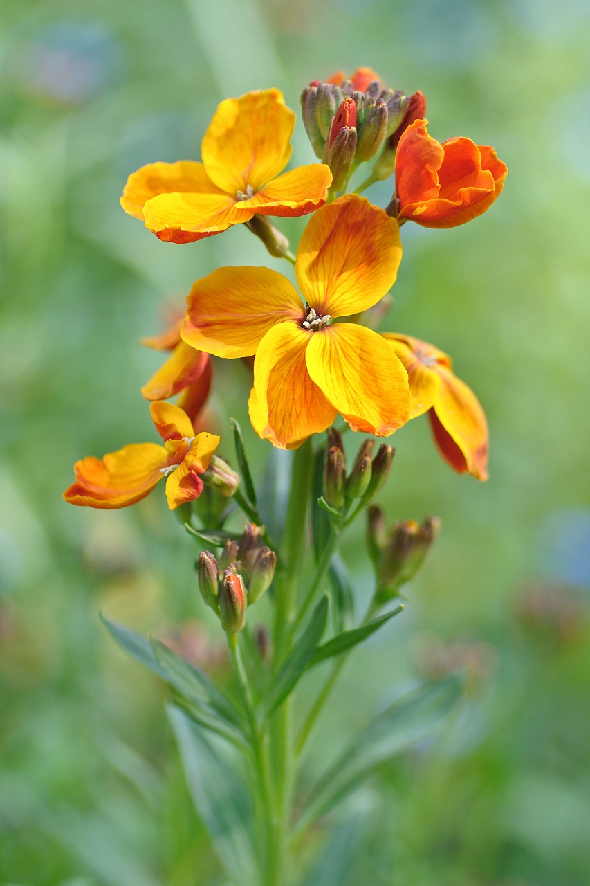 Wallflower, Gėlė, Geltona, Oranžinė, Nemokamos Nuotraukos,  Nemokama Licenzija