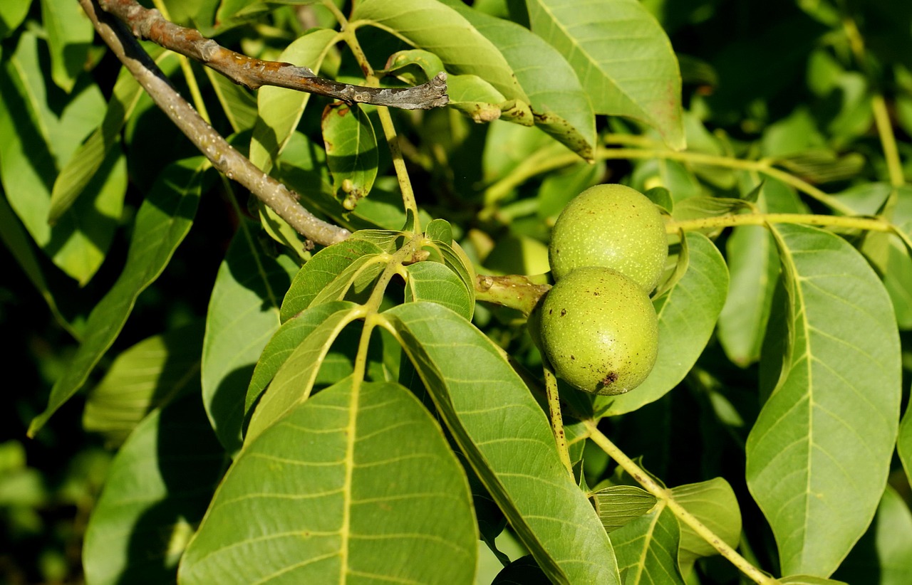 Graikiniai Riešutai, Ekologiškas, Migdolai, Žalias, Tinktūra, Sveikas, Žaliavinis, Nemokamos Nuotraukos,  Nemokama Licenzija