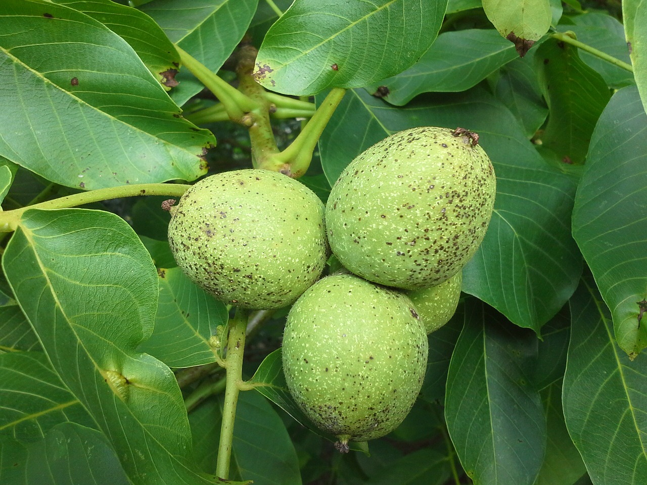 Graikiniai Riešutai, Medis, Vaisiai, Juglans Regia, Vaisių Graikiniai Riešutai, Riešutas, Nesubrendusio, Užpildas, Plėtra, Augimas