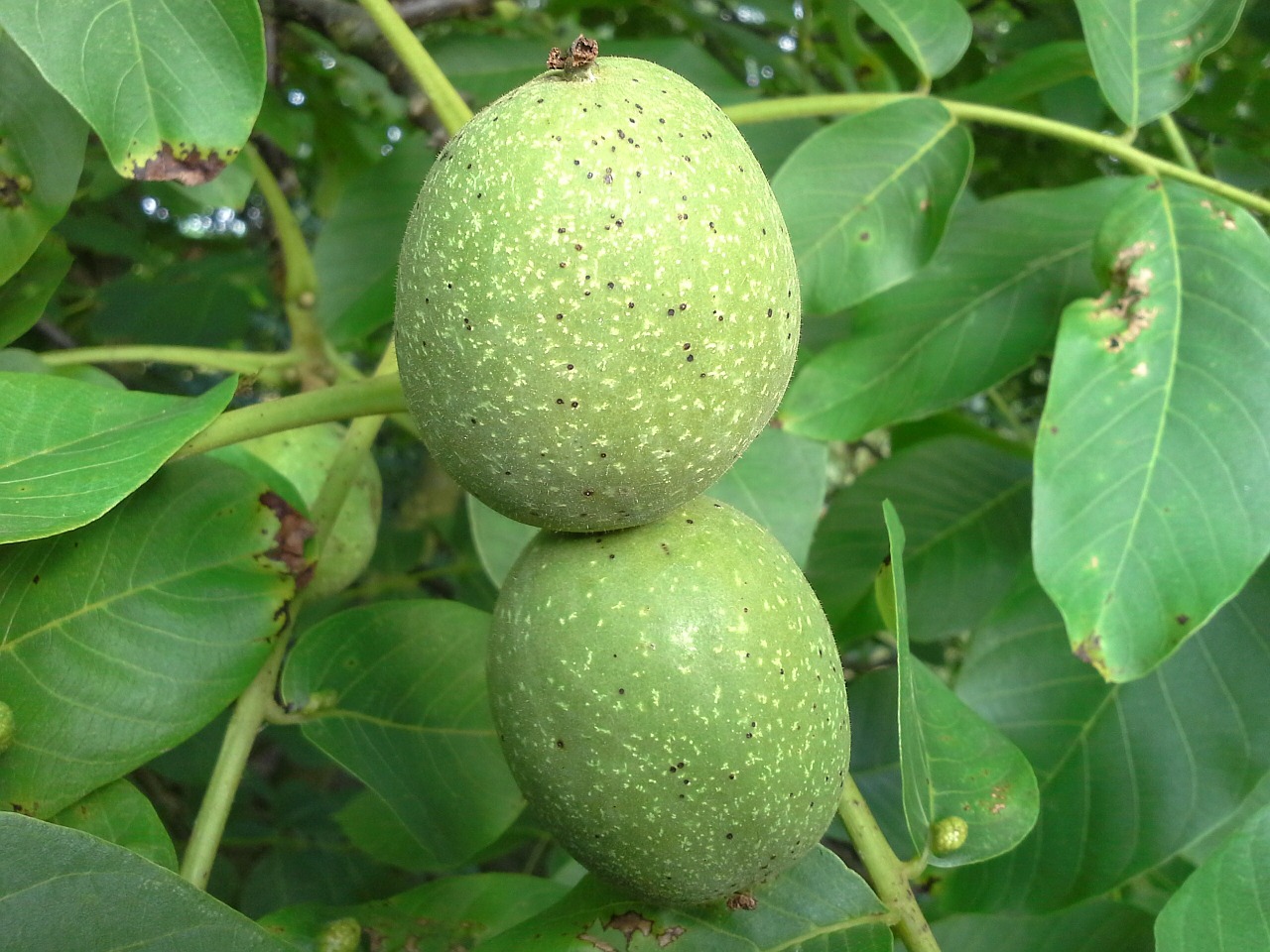 Graikiniai Riešutai, Riešutas, Medis, Vaisiai, Vaisiai, Juglans Regia, Graikinių Riešutų Medis, Nesubrendusio, Augimas, Užpildas