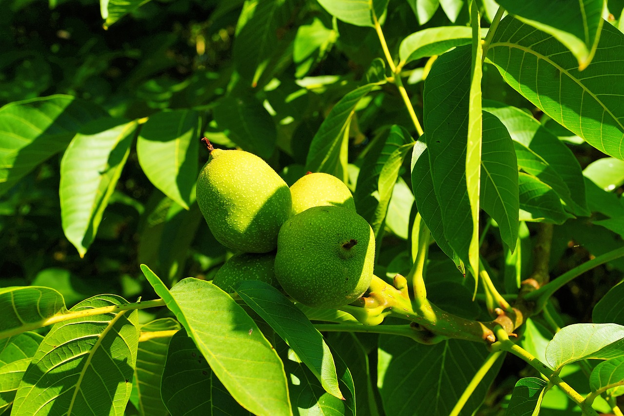 Walnut Tree,  Vaisiai,  Žalias,  Vasara,  Nesubrendęs,  Sveiki,  Pobūdį,  Maisto,  Augimas,  Plėtra