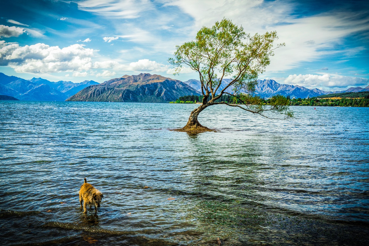 Wanaka, Naujoji Zelandija, Ežeras Wanaka, Kalnai, Kraštovaizdis, Dykuma, Peizažas, Natūralus, Laukiniai, Lauke