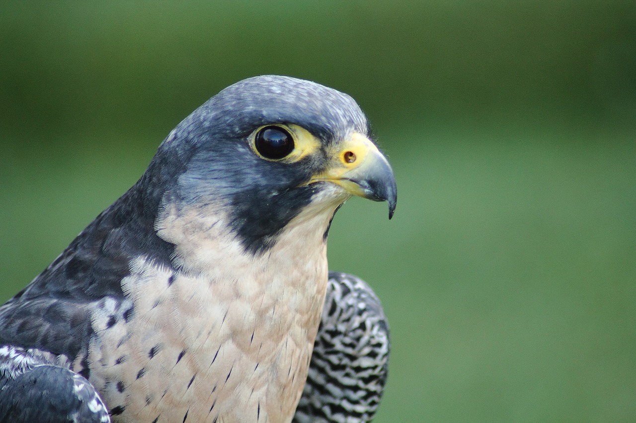 Wanderflake, Falco Peregrinus, Raptoras, Vanagai, Paukščių Gyvūnai, Gamta, Gyvūnų Pasaulis, Nemokamos Nuotraukos,  Nemokama Licenzija