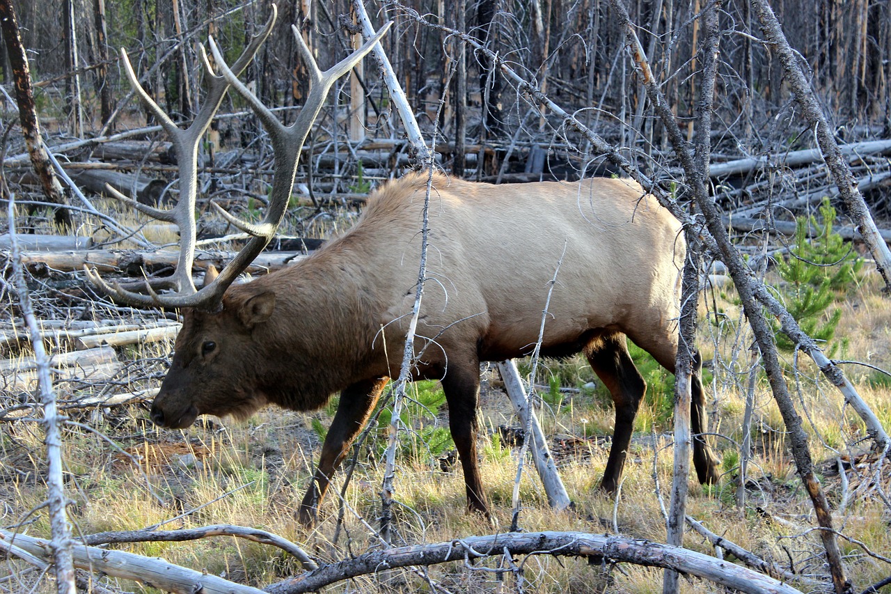 Wapiti Deer, Geltonas Akmuo, Nacionalinis Parkas, Usa, Gyvūnas, Hirsch, Nemokamos Nuotraukos,  Nemokama Licenzija