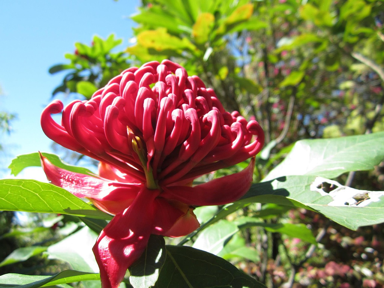 Waratah, Telopea, Proteazės, Gėlė, Australian, Raudona, Gimtoji, Wildflower, Nemokamos Nuotraukos,  Nemokama Licenzija