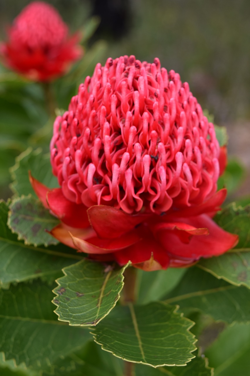 Waratah, Augalas, Gėlė, Gamta, Flora, Australia, Žydėti, Botanikos, Raudona, Sodininkystė