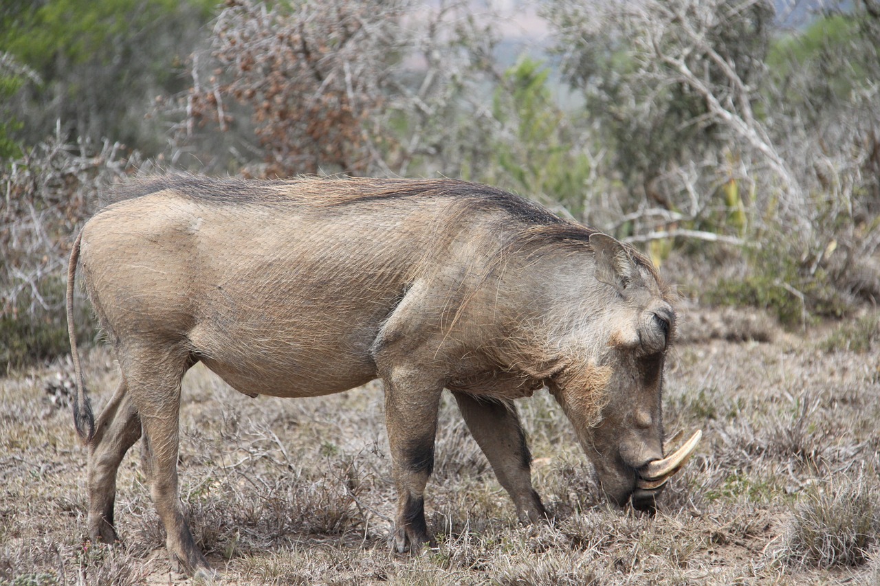 Warthog, Safari, Pietų Afrika, Saulė, Gamta, Laukinė Gamta, Kiaulė, Laukiniai, Rezervas, Stuburas